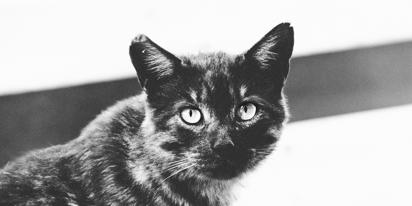 freddy briones parra gato