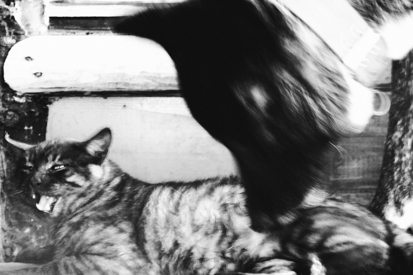 Fotografía de un perro y un gato en alto contraste y con un encuadre poco ortodoxo. Fotografía por Freddy Briones Parra.