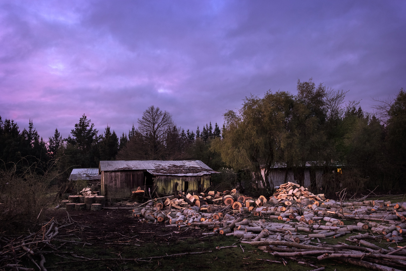 freddy briones la vida sencilla arbol caido fallen tree
