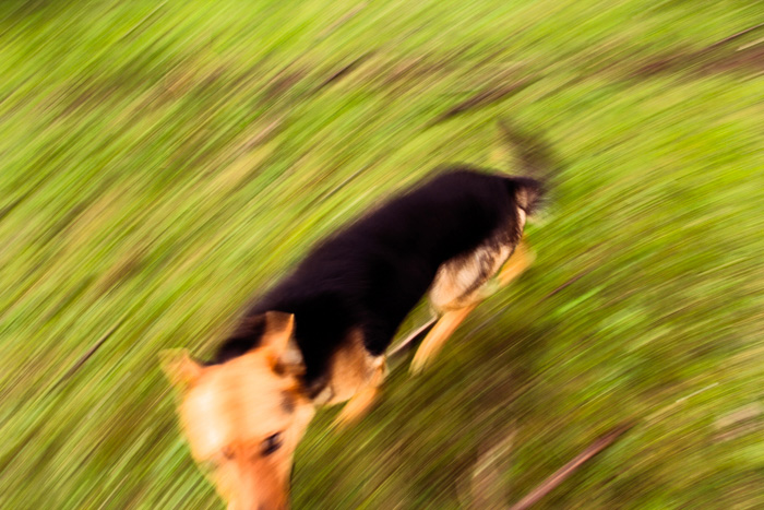 Fotografía en color de un perro corriendo en círculos alrededor de la cámara, desenfocado, movido y cortado en el encuadre. Fotografía por Freddy Briones Parra.